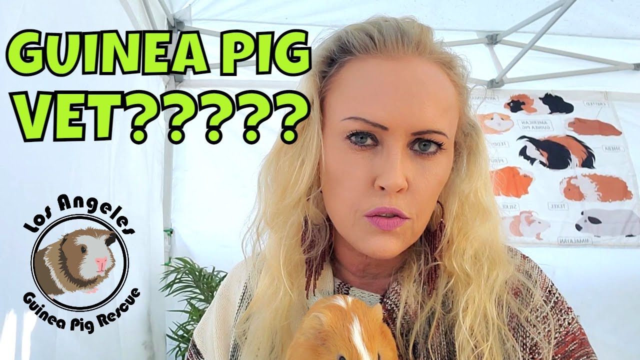 Guinea Pig Veterinarian????