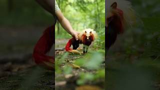Fire Fox Room Guardian Commission #roomguardian #firefox #fox #artdoll #ooak