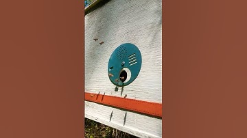 More Honey Bee Scouts at a Swarm Box!!!! #honeybee #youtube #beekeeper