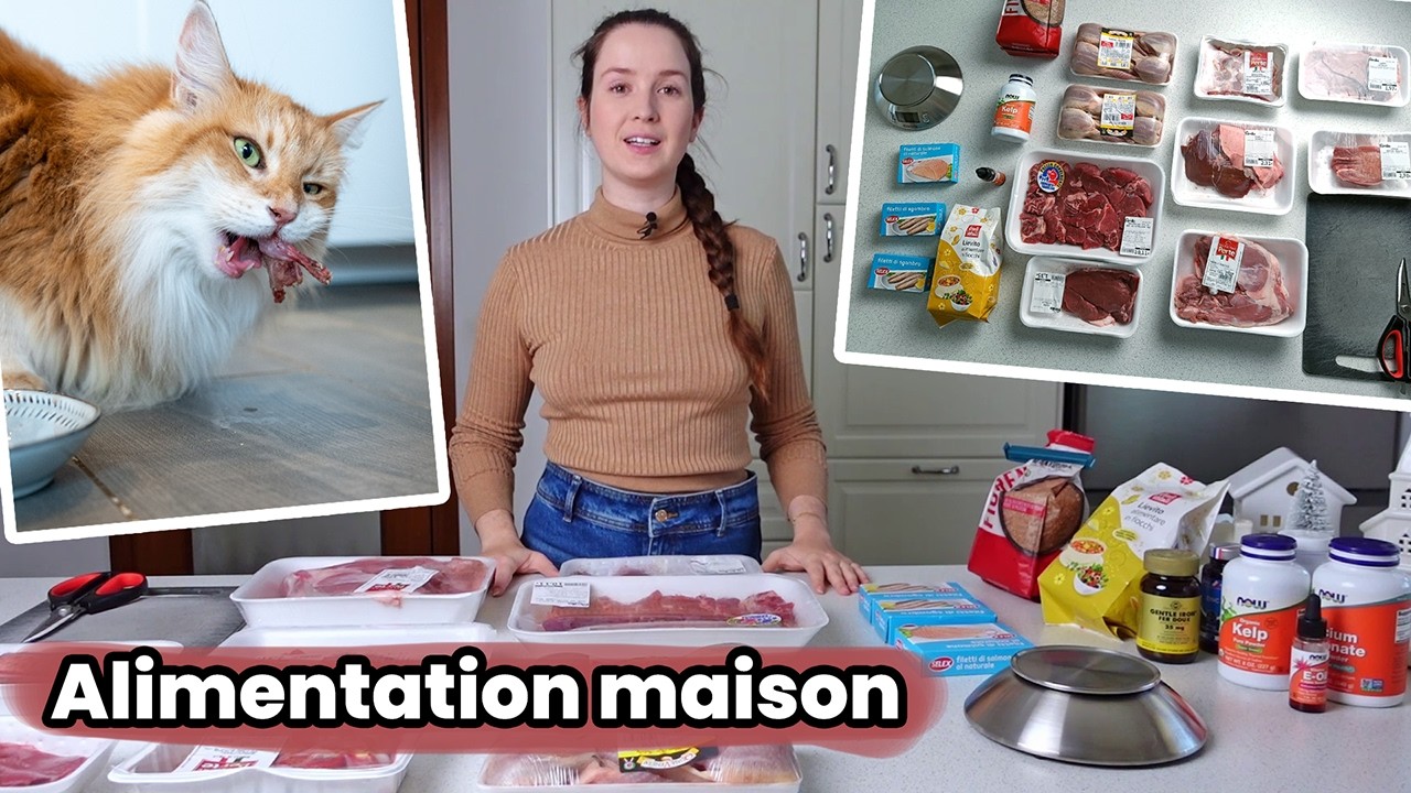 Nutritionniste félin : Ma recette d’alimentation maison pour chats en 1 heure ! Raw Feeding | BARF
