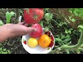 Крупноплодные томаты. Дегустация и сбор семян на 2021 год