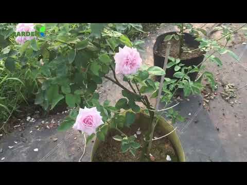 Video 3 loại hoa hồng đẹp đáng trồng: Hồng tố nữ, hồng vân... - youtube