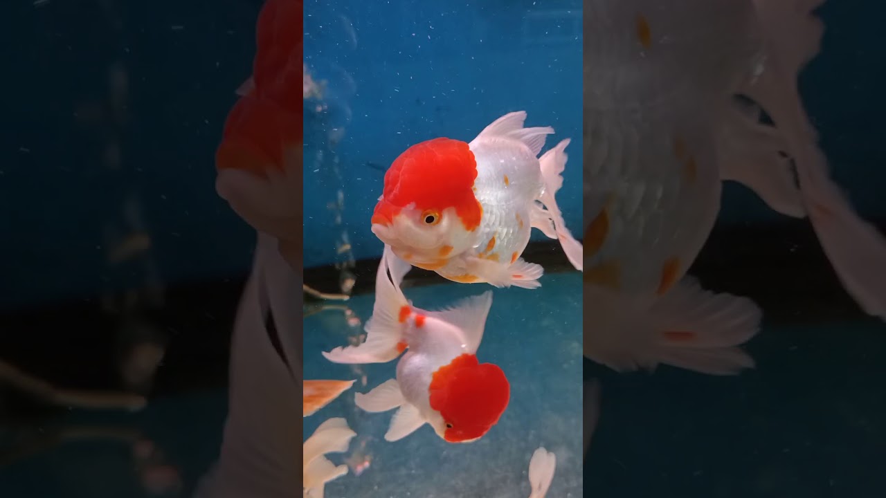 Qian hu fish farm YouTube