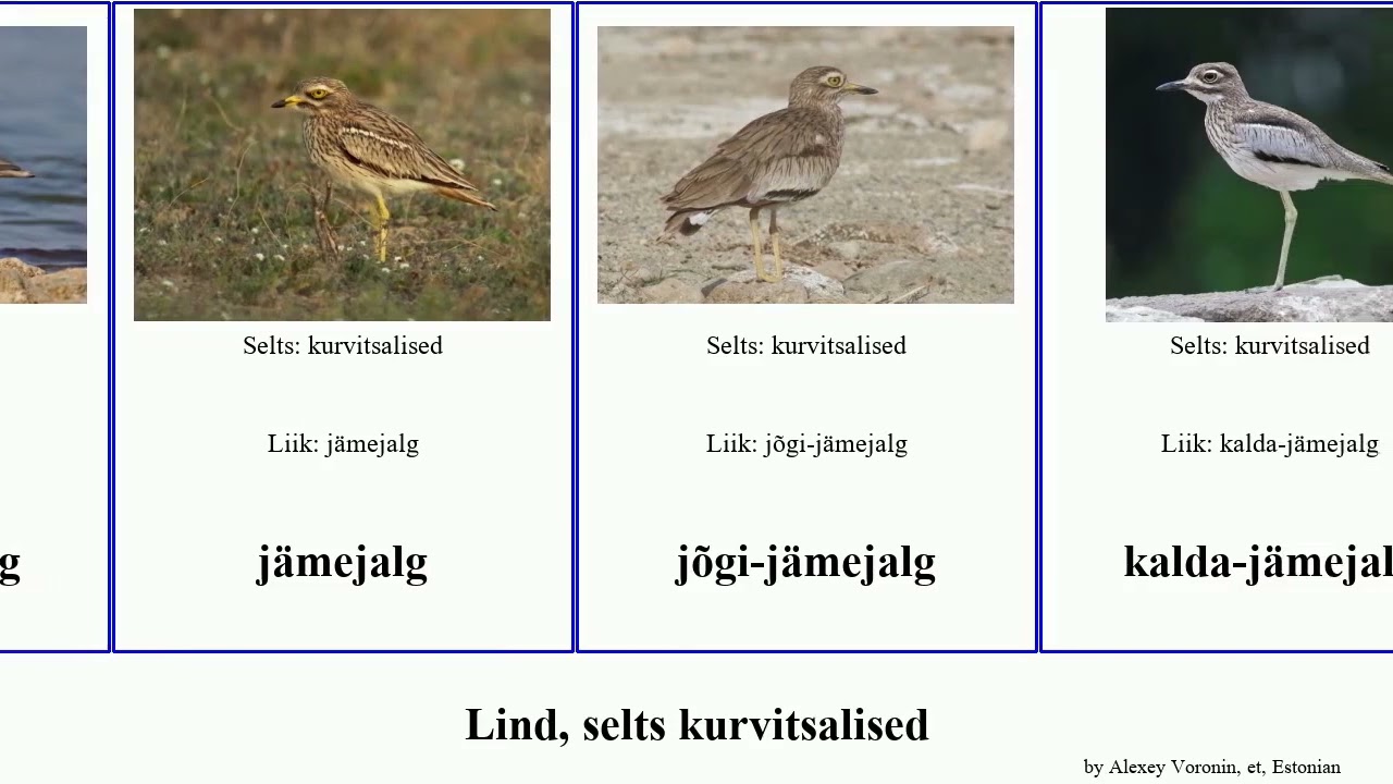 Lind, selts kurvitsalised jämejalg india bird Frailach kalda-jämejalg austraalia Jammy Burhinidae