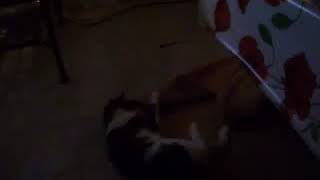DSCF9585