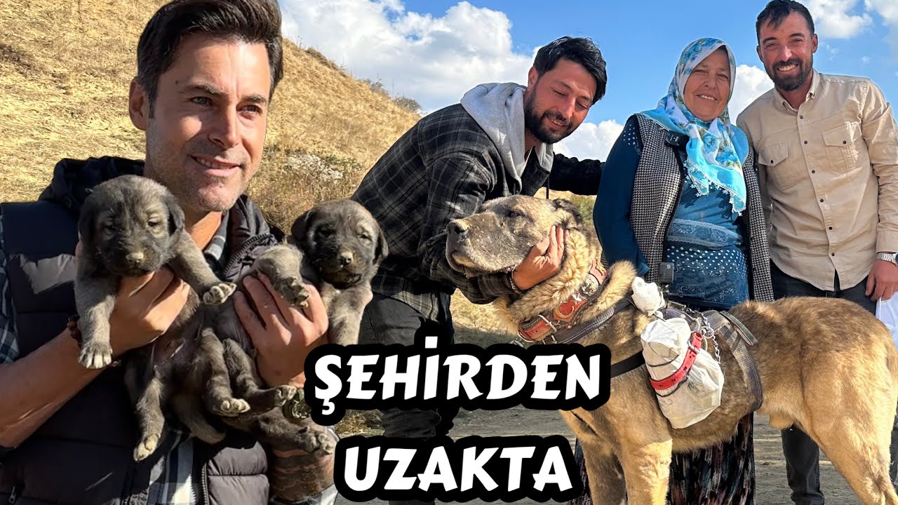 ŞEHİRDEN UZAKTA !!! KIVANÇ KASABALI / TRT BELGESEL İLE ÇOBANSIZ SÜRÜLER/KANGAL/@orhuntopkaya