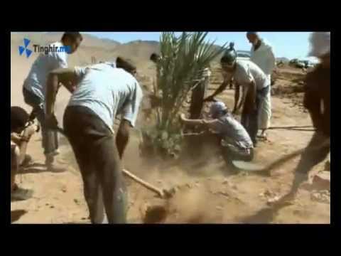 Projet de plantation de palmiers dattiers à Tinghir (Afanour)