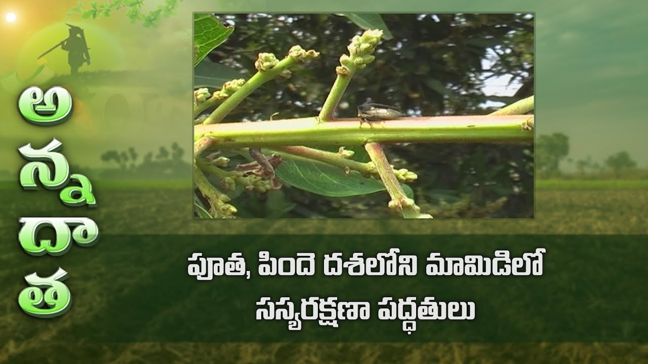 Present management in mango at flowering stage | ETV