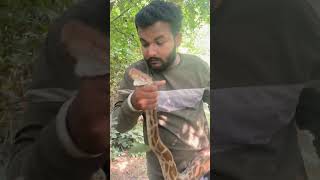 🦅🐍 indian rock python rescue #shorts Wealth