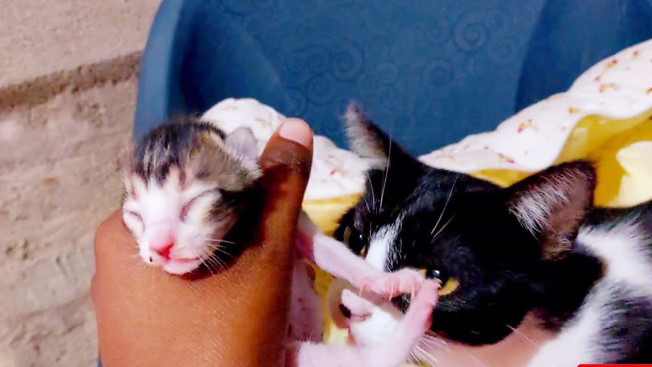 Cute Newborn baby kittens video : DAY 1 || cute baby kittens meowing #catvideo #animals #funnykitten