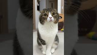 可愛いなぁって猫を見ていたら、最後が…w  #shorts