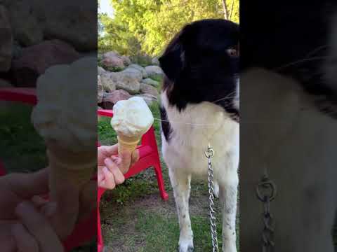 #ASMR : #Dog licking ice cream cone