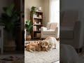 Big brother dog came to meet the baby kittens! #shorts #dog #kitten