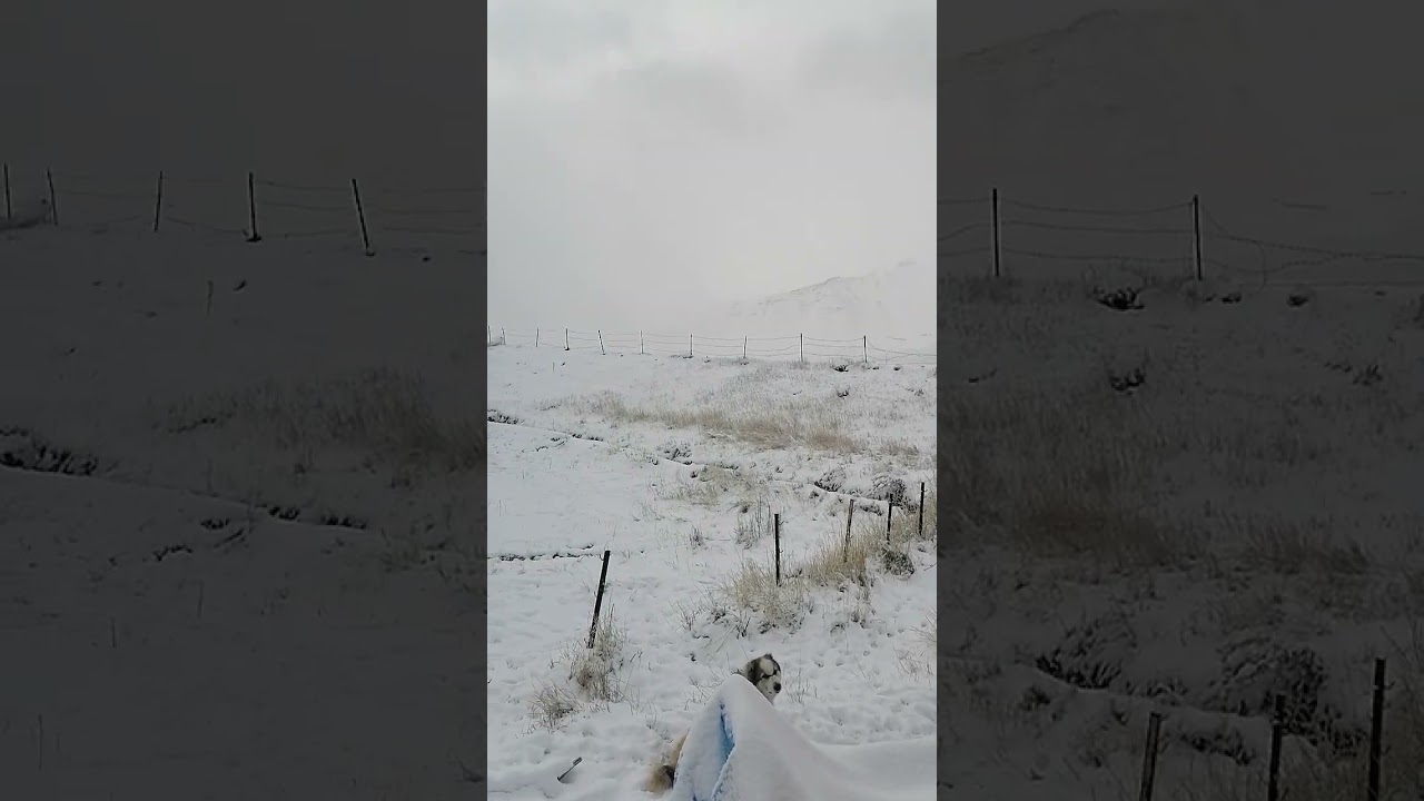 Support # Clean Air # Forest # Nature # yard # yard # Natural # Turkey # US # Russia # Japan #