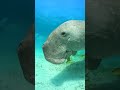 samundri jeev sea creatures #facts #phonkagressive #youtubeshorts #sea #facts