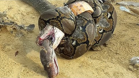 King Cobra vs Huge Python | Battle between king cobra and python | snake
