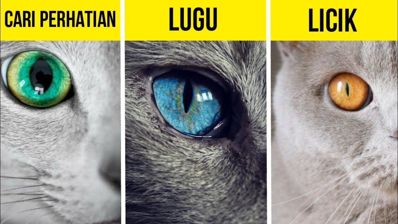 5 Tipe Warna Mata Kucing Apa arti Warna Mata Kucingmu 