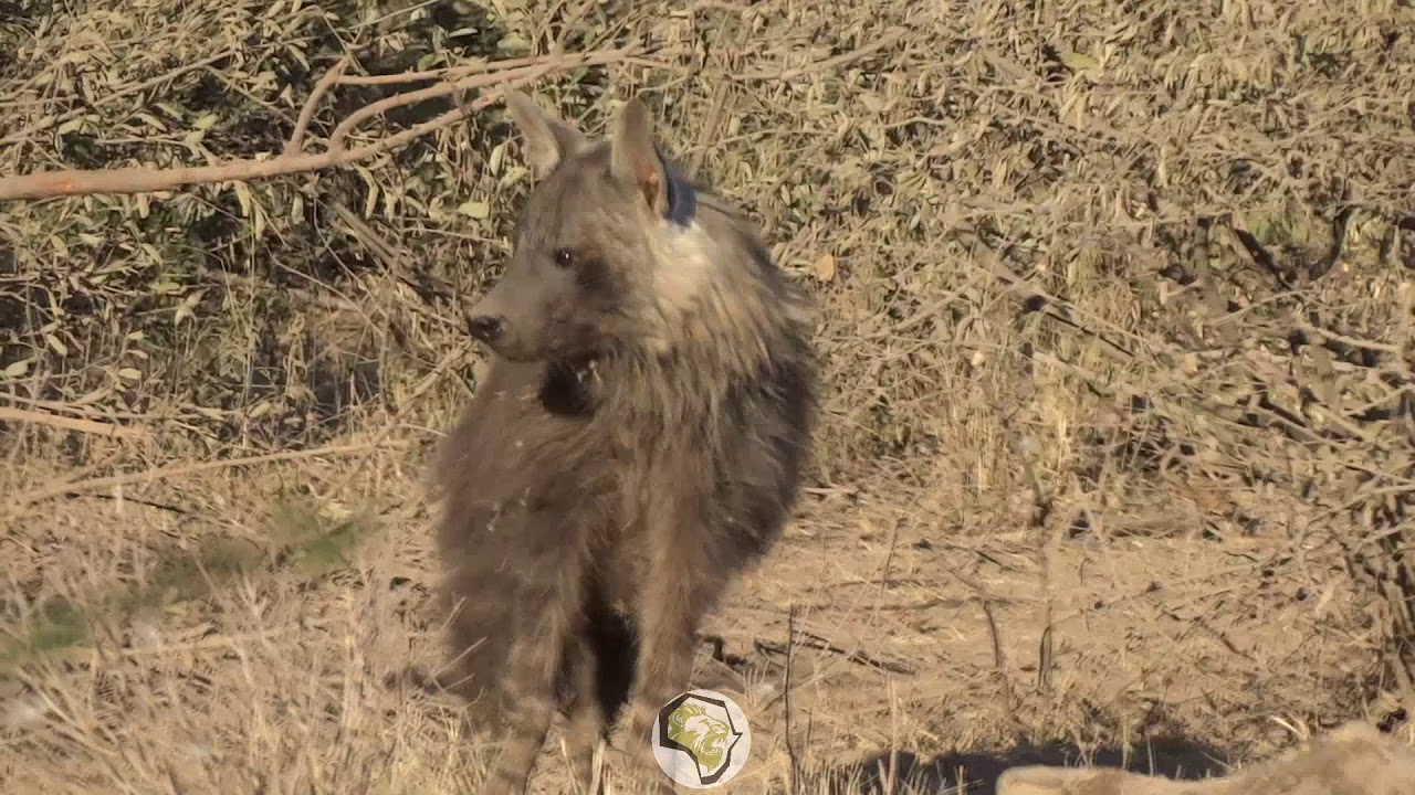 Limpopo Lipadi Game Reserve Shares for Sale in this Magnificent Game