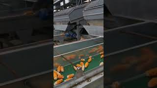 Large dry seeds corn husking line corn ears bracts removing machine