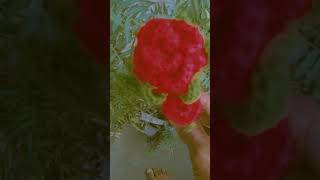 crochet Rade 🌹 ROSE  How to assemble a crochet rose flower | Easy #handmaderoses #crochet #rose