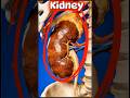 Your Kidneys Work 24/7… What Happens Next Will Shock You! #shorts #kidney #facts