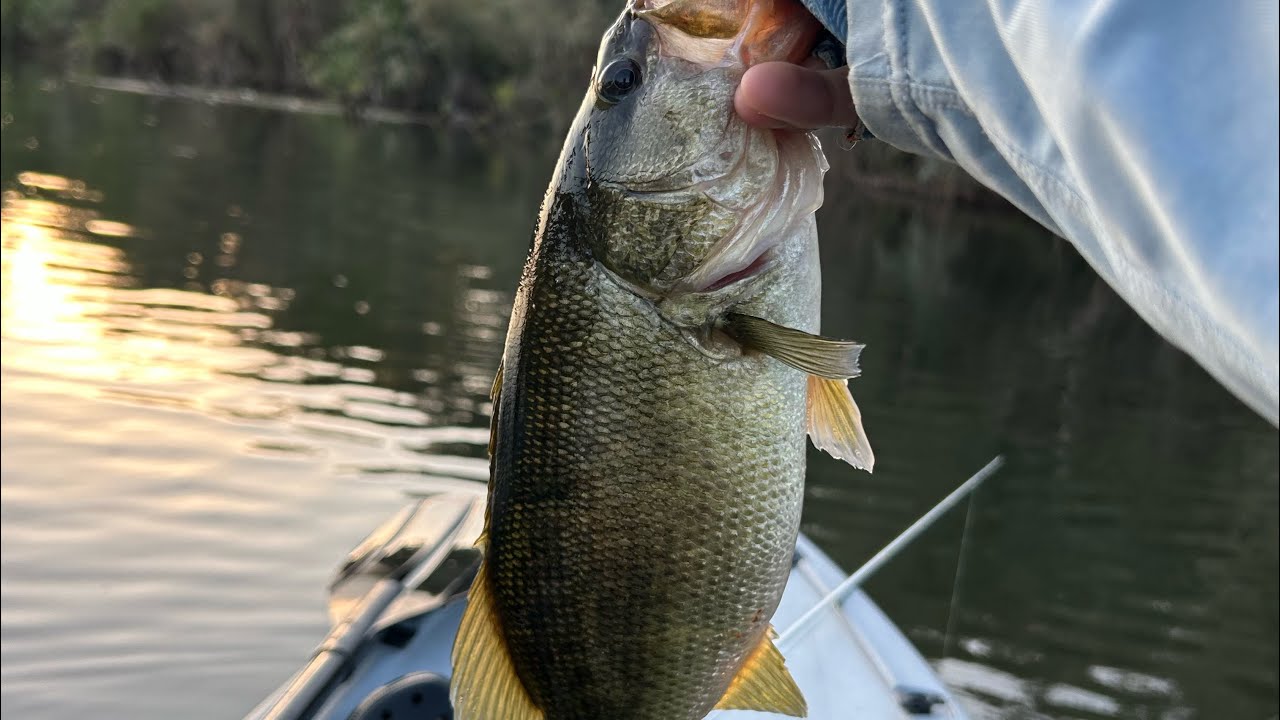 SAN JOAQUIN RIVER FROG BASS FISHING