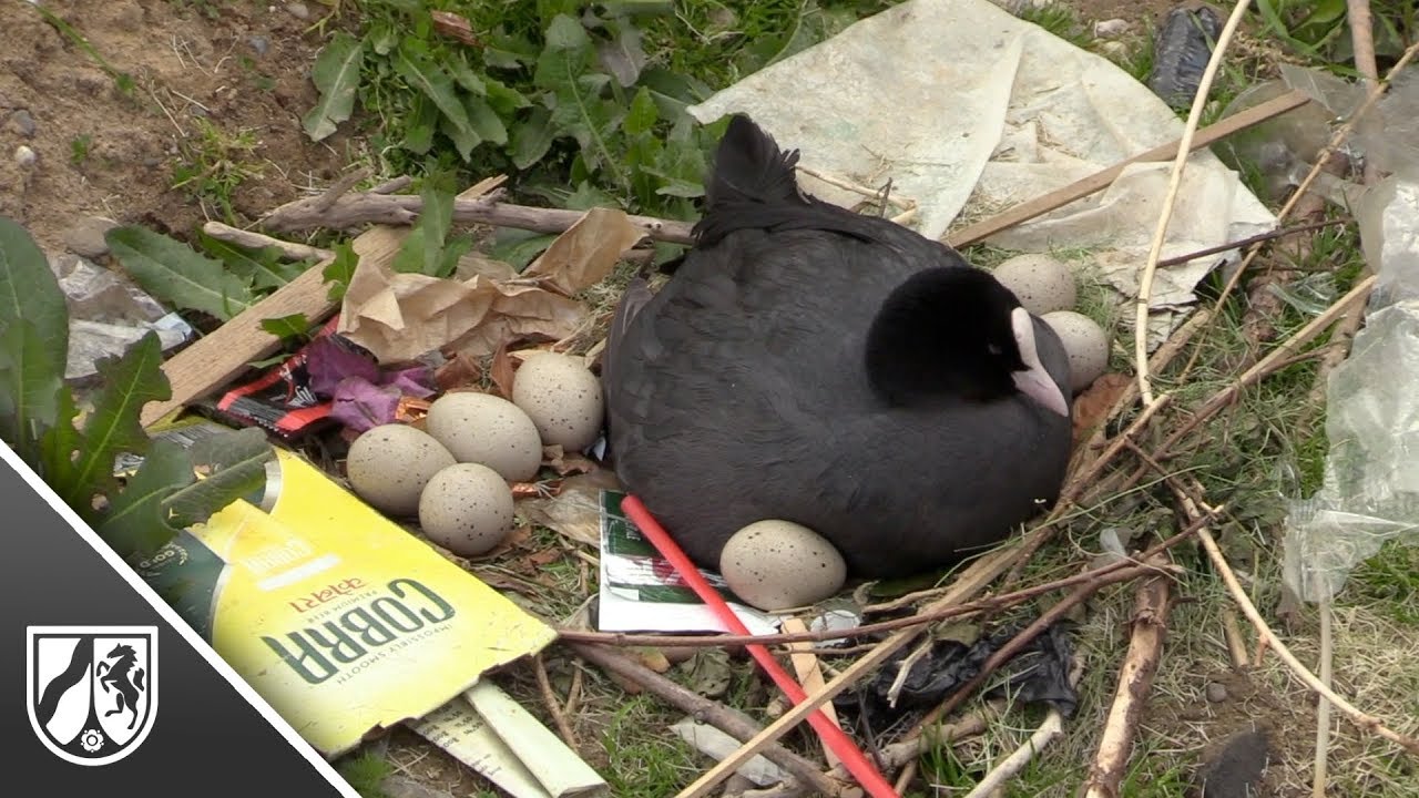 Duisburg Blasshuhner Bruten Auf Einem Nest Aus Mull Im Innenhafen