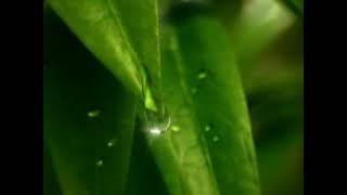 Nokia ringtone: Nature (video) screenshot 4