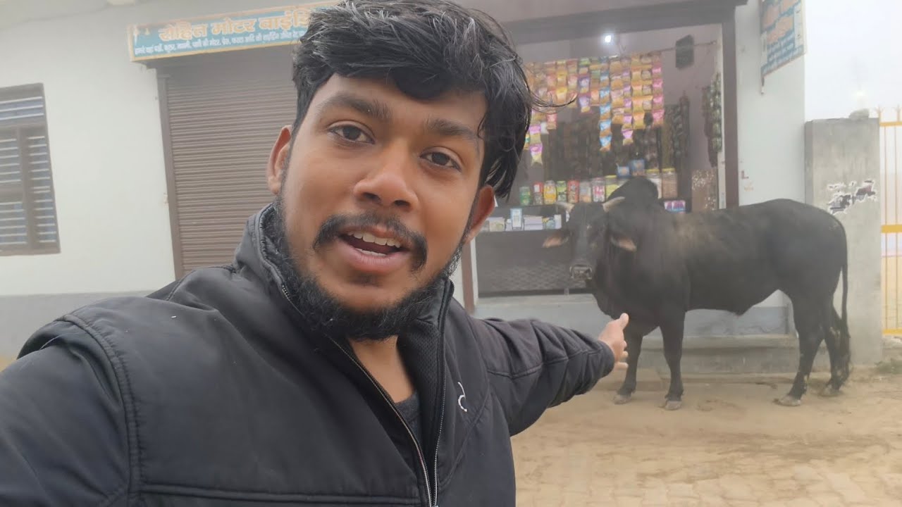 Aaj सुबह सुबह 🐃 Nandi Maharaaj Apni Dukan Pr Aa Gaye 🤗 