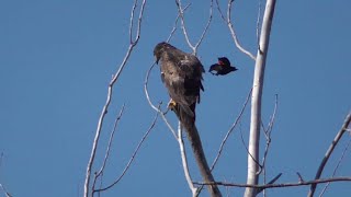 EAGLE  ATTACKED BY CRAZY BIRD with SLOW MOTION Replay