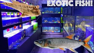 Buying freshwater BARRACUDA and MUDSKIPPER! (going to multiple fish stores)