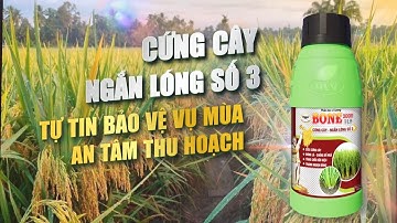 Giảm đỗ ngã cho LÚA với giải pháp cứng cây BONE 3000 | Hai Lúa Vàng