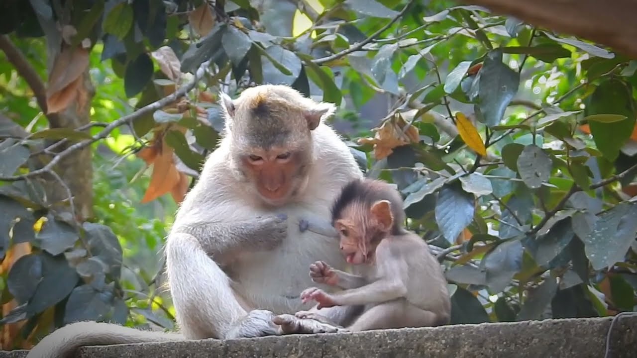 monkey wiki looking after Vito baby monkey