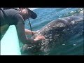Baby Gray Whale loves scratches, headbutts tourist