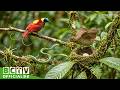 Wilson’s Bird-of-paradise: 55 Days From Egg to Survivor | A Mother Guarded the Nest Alone