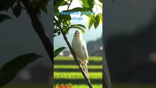 beautiful canary sings #birds #nature #naturesvoice #birdsounds #capcut #canary #love #animals #life