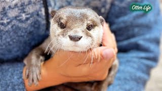 まるでお手本みたいにおとなしく歯磨きされるカワウソ [Otter Life Day 999]