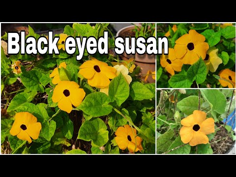 Video: Black Eyed Susan Vine Plant: kuidas hoolitseda mustade silmadega Susani viinapuude eest