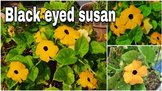 Black Eyed Susan vine plant, इन गर्मियों में अपने बगीचे में इस पौधे को जरूर लगाइए