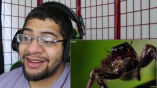 Kung Fu Mantis Vs Jumping Spider REACTION