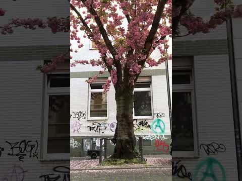 كيدراما مسلسلات كورية ساكورا دراما كورية