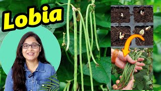 🔴गमले में उगाए लोबिआ SEEDS TILL HARVESTING - ORGANIC LOBIA BEANS IN CONTAINER #lobia #beans #organic by Voice of plant 15,571 views 4 months ago 18 minutes