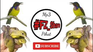 Mp3 Pikat Kolibri Manggar Betina Memanggil Jantan