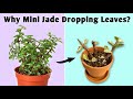 buy pineapple plants Pineapple Plant