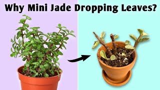 5 Major Reasons Your Mini Jade Plant Leaves Falling Off - Jade Plant Care Indoors