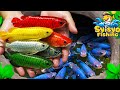Catch Colorful Ornamental Arowana Fish In Tiny Ponds, Guppy Fish, Glofish, Platy Fish, Goldfish, Koi