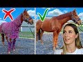 10 COMMON HORSE MYTHS & MISCONCEPTIONS!