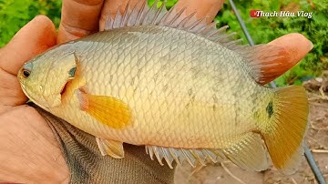 Câu Cá Rô Đồng Thử Câu Bằng Cần Dài Đụng Toàn Cá Rô Đồng To Quá Đã Luôn Và Thành Quả.