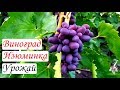 Виноград Изюминка. Урожай и особенности сорта