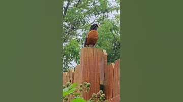 American Robin Loud Warning Call  #americanrobin #wildlife #nature #americanrobincall #birdcall